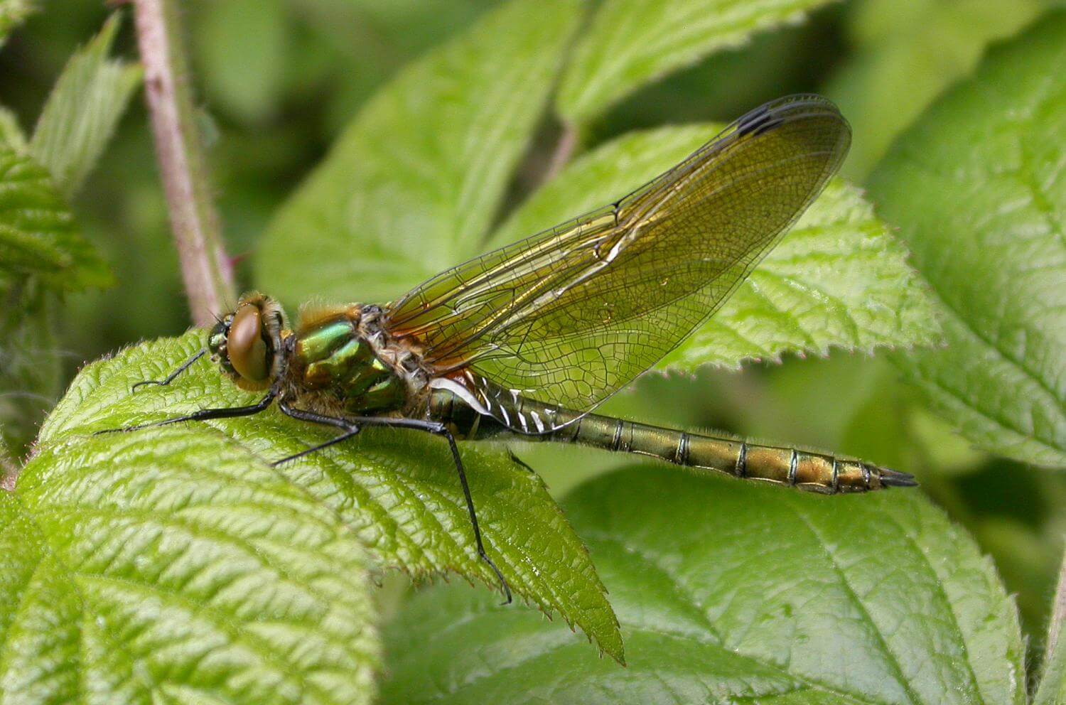 Female Cordulia aenea teneral (Side View) by David Kitching